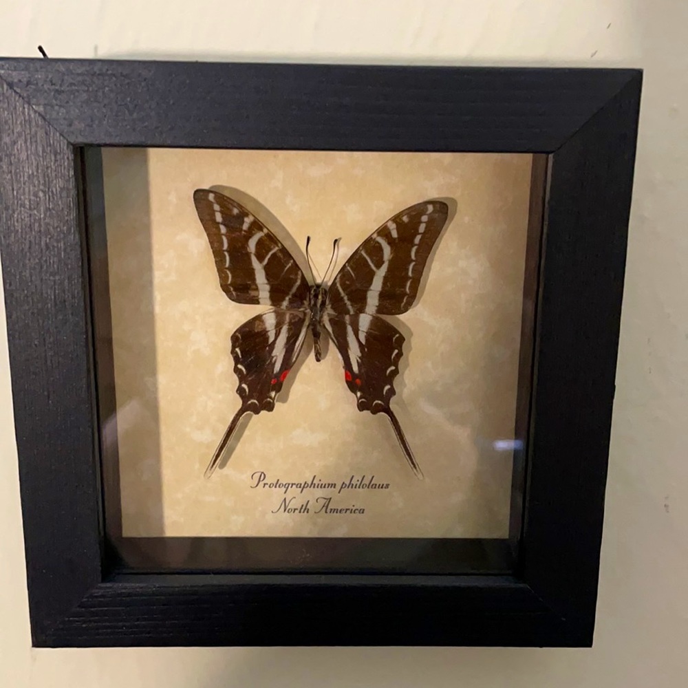 REAL preserved butterfly